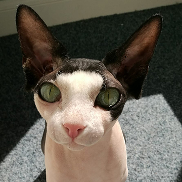 Elodie, Sphynx, please note that Elodie passed away on 31/8/2023