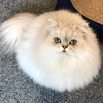 Guillaume, Chinchilla Persian