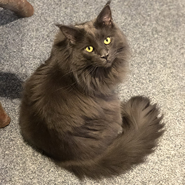 Pauline, Maine Coon