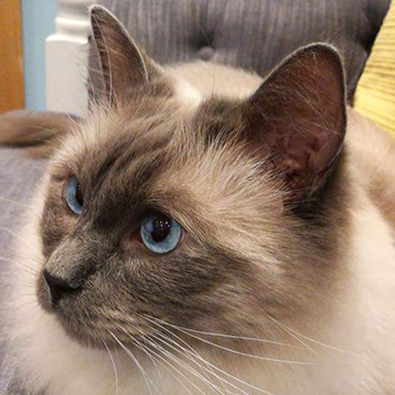 Pierre, Ragdoll - please note that Pierre retired from the cafe on 17/6/19