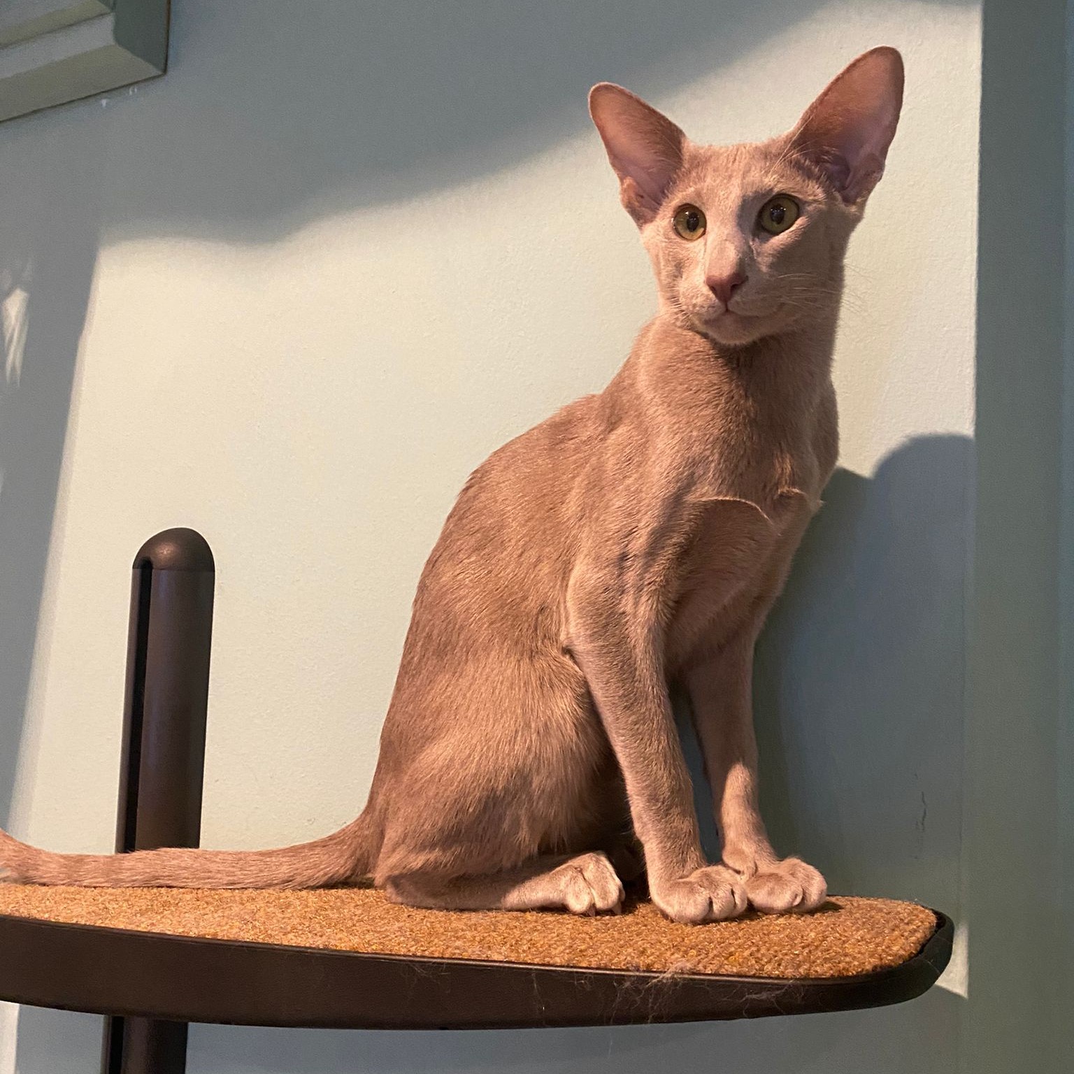 Fleur, Oriental Shorthair