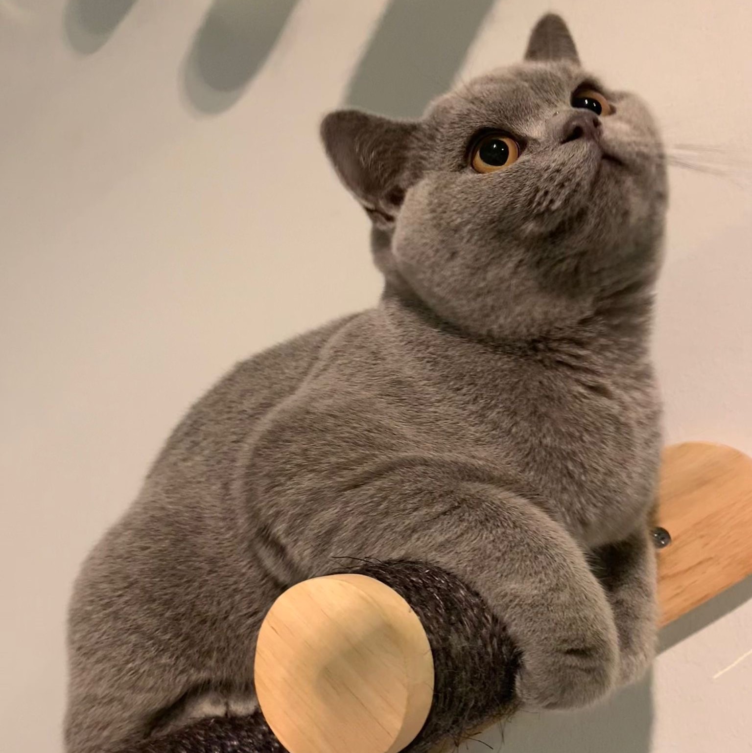 Bartholomew, British Shorthair