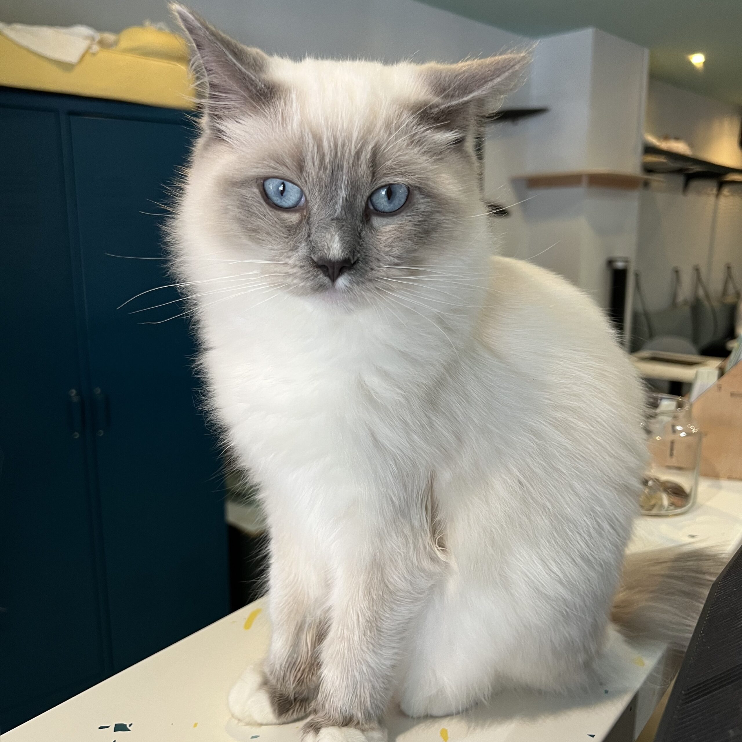 Didier, Ragdoll