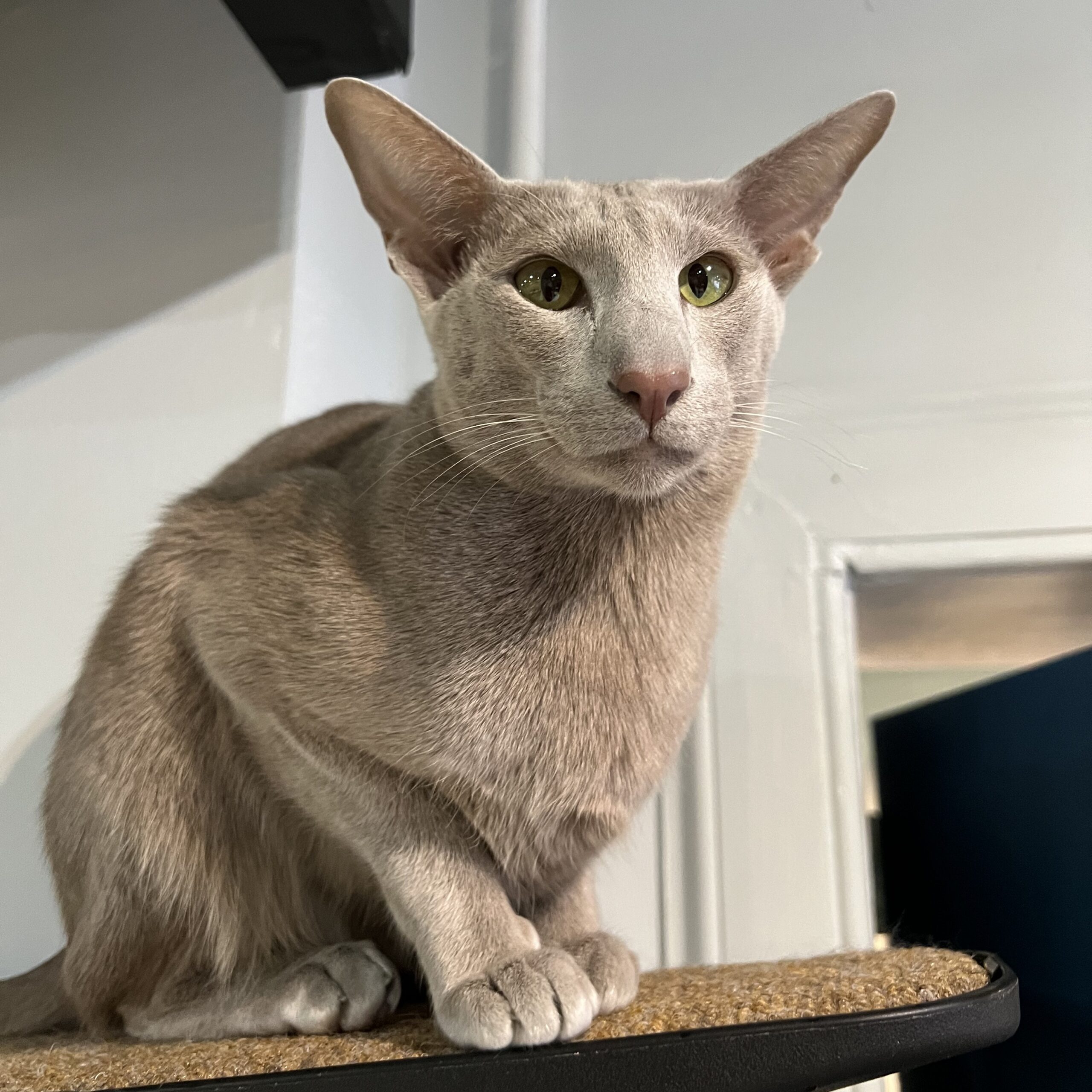 Fleur, Oriental Shorthair