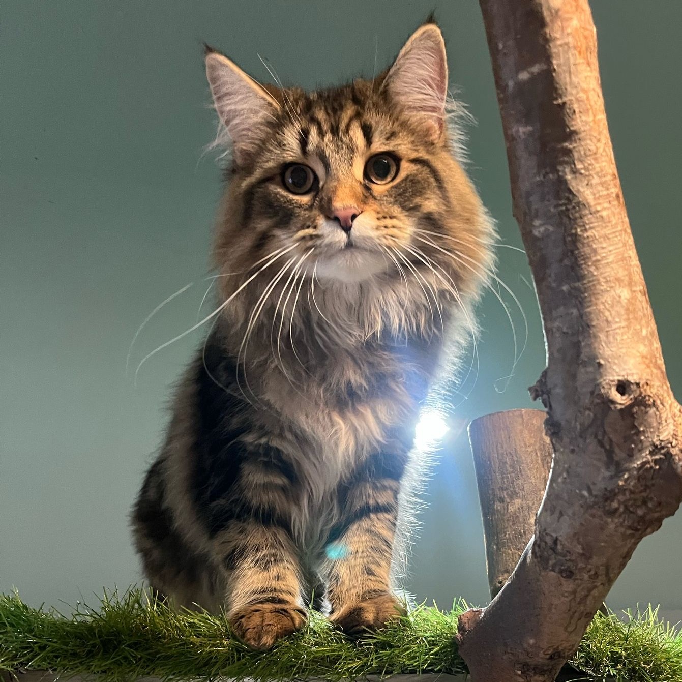 Florent, Norwegian Forest Cat