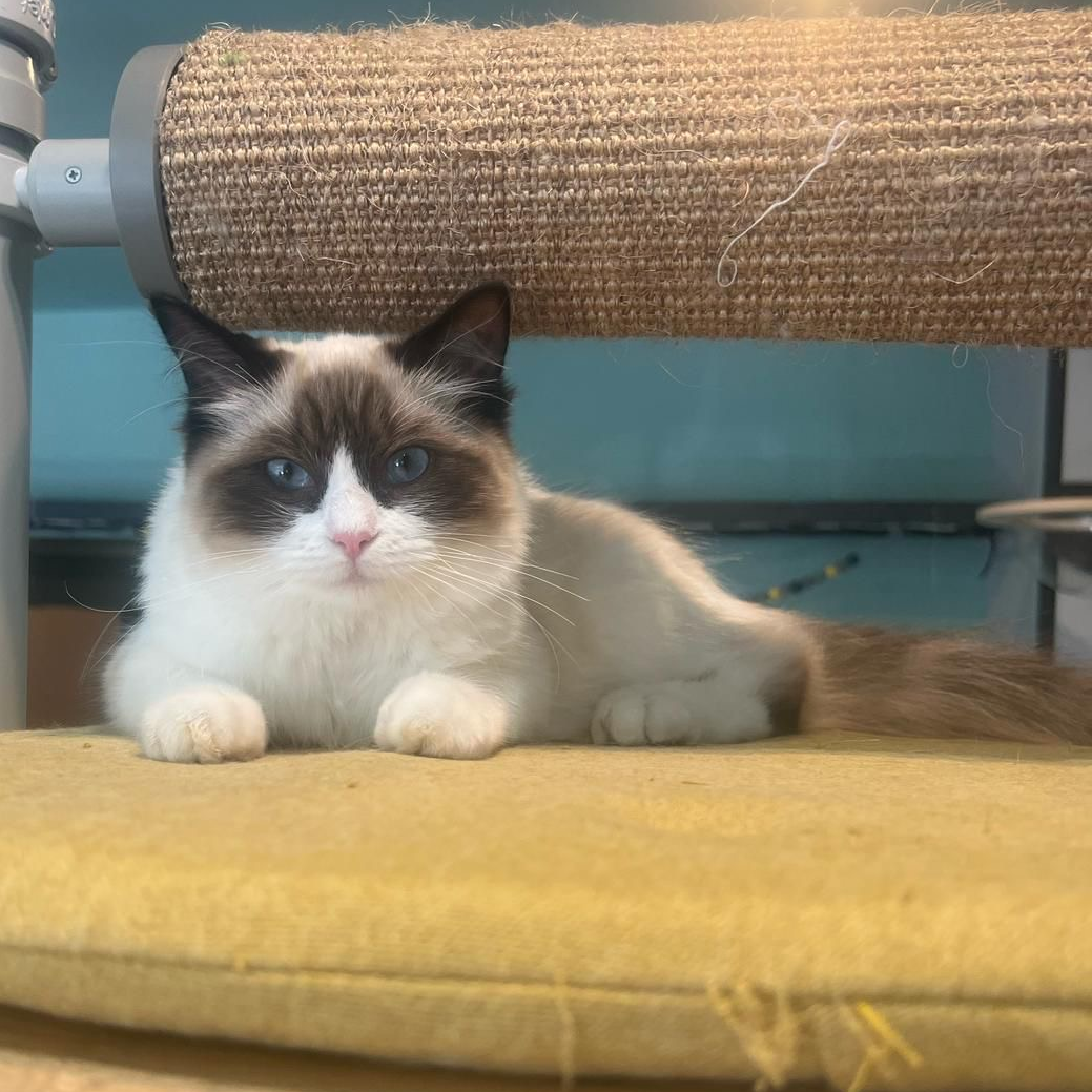 Genevieve, Ragdoll