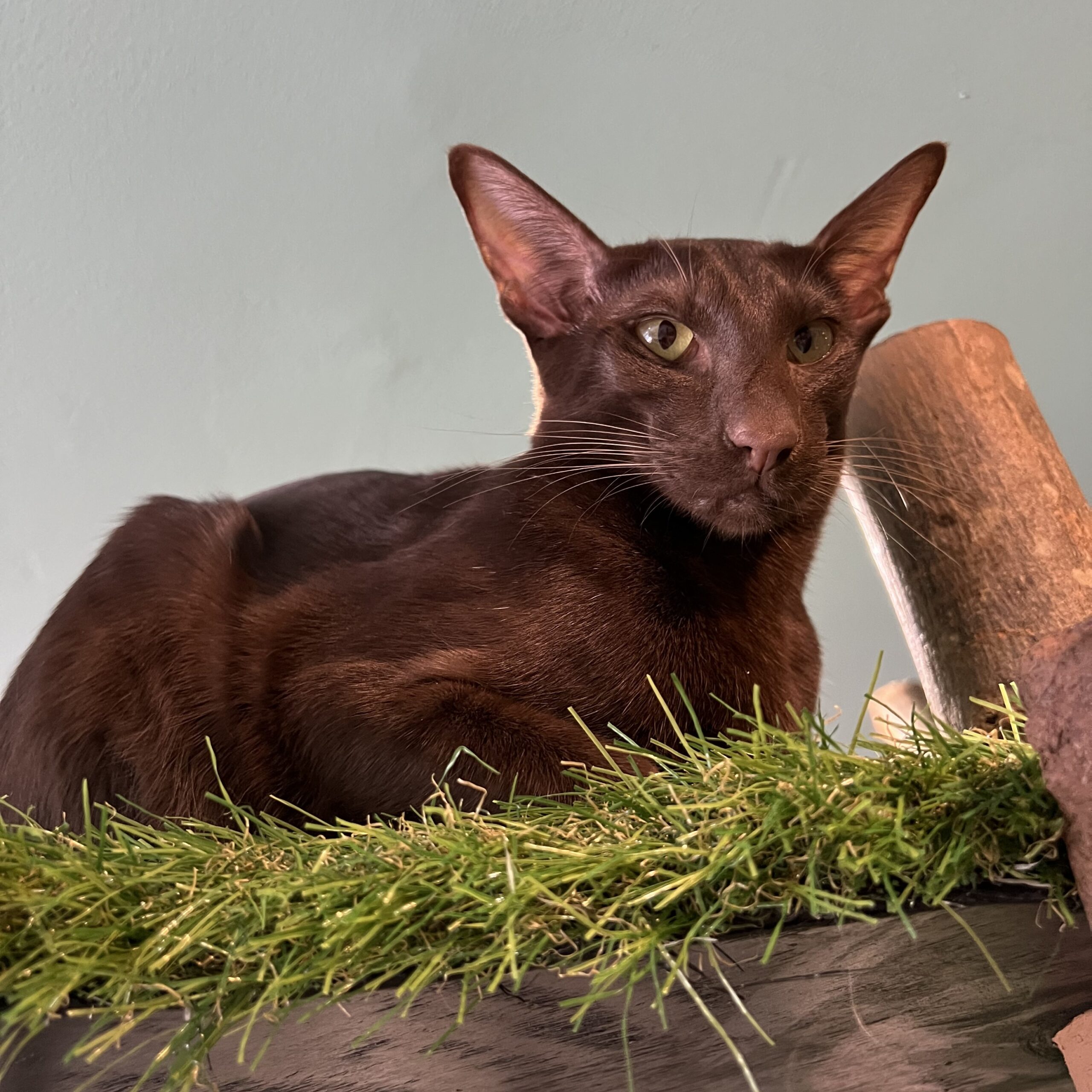Maude, Oriental Shorthair