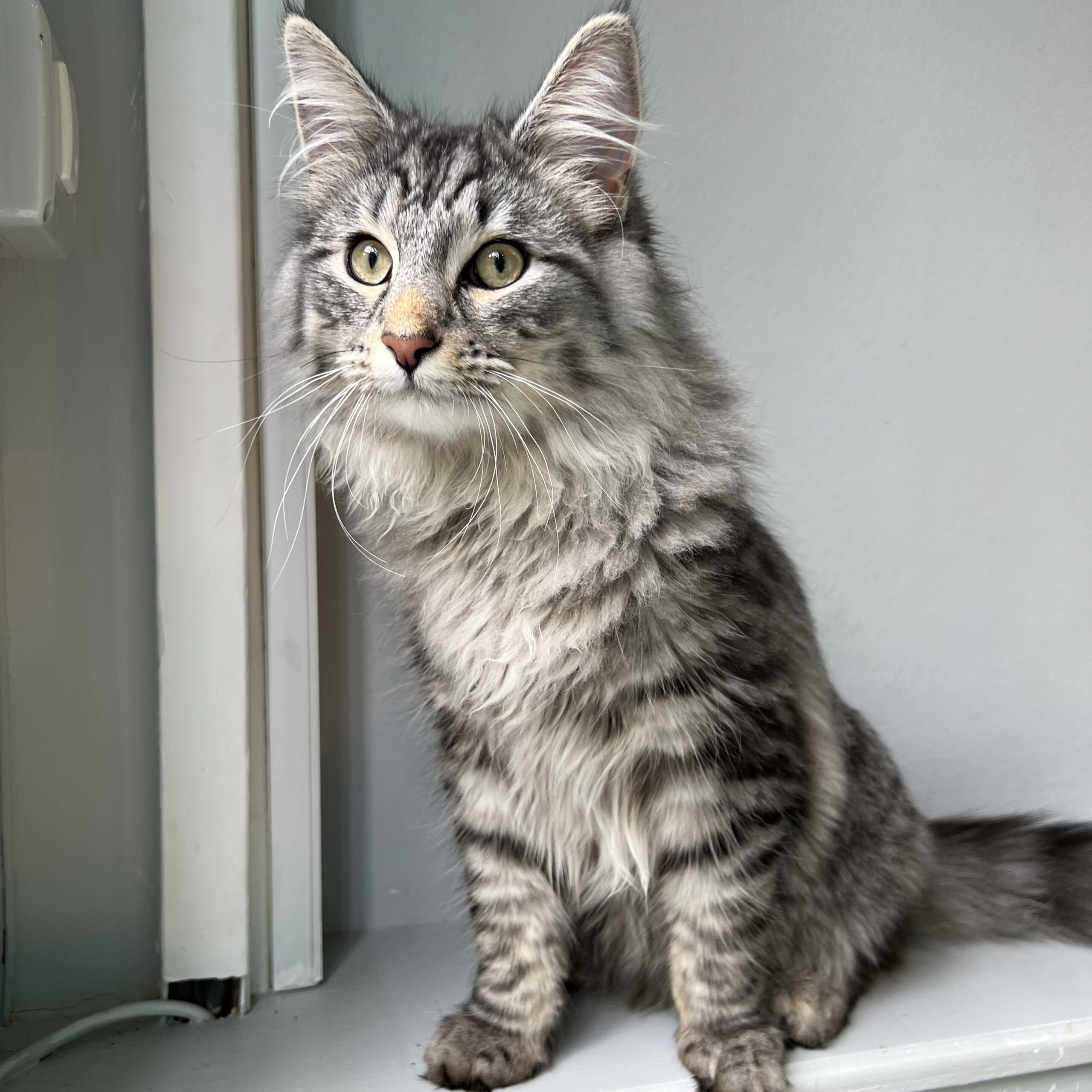 Nicolas, Norwegian Forest Cat
