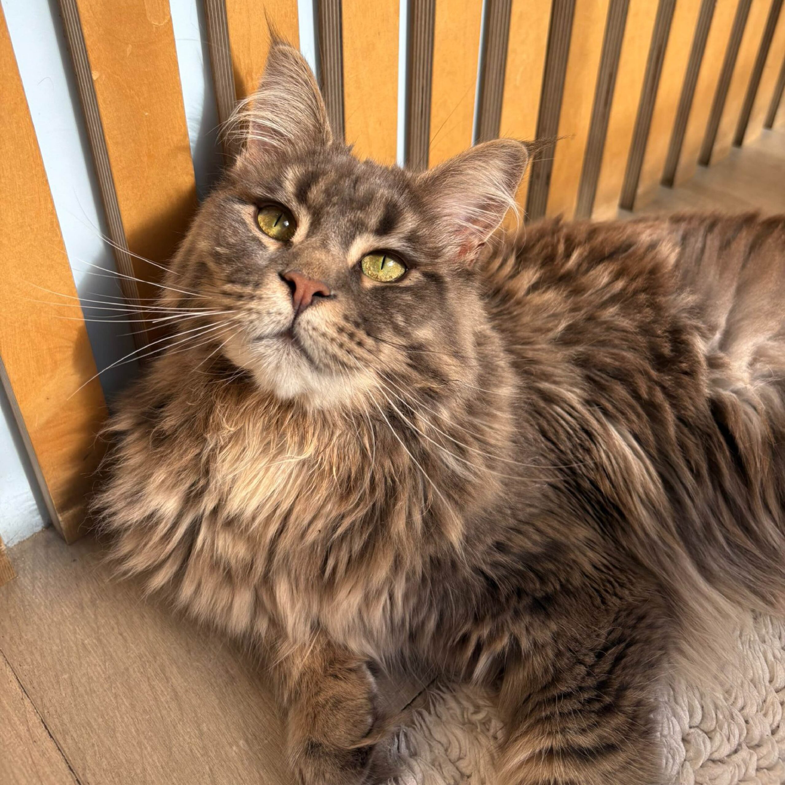 Beatrice Beauvisage, Maine Coon